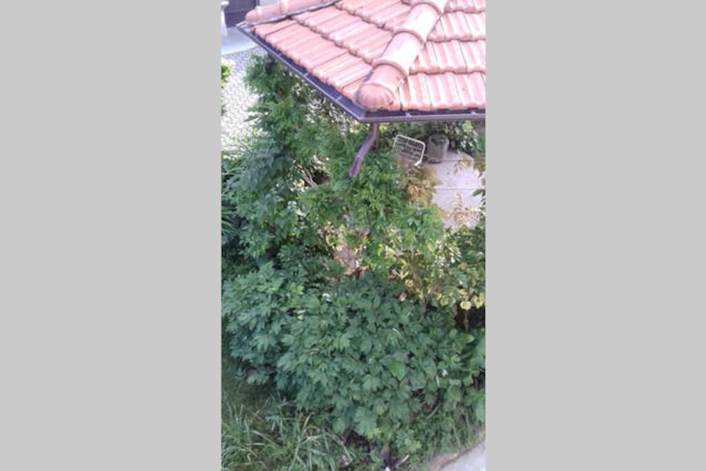 gazebo