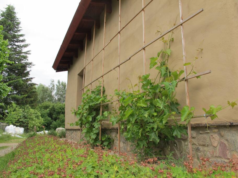 Die Südseite des Lehmklosters, bewachsen mit dem "Klosterwein"