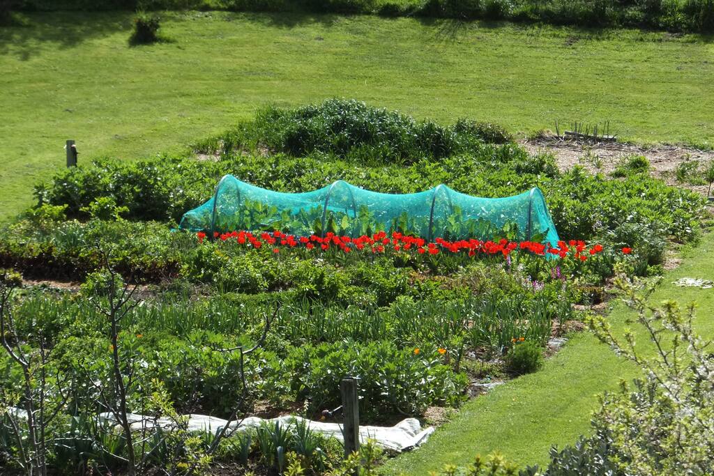 part of the lower garden