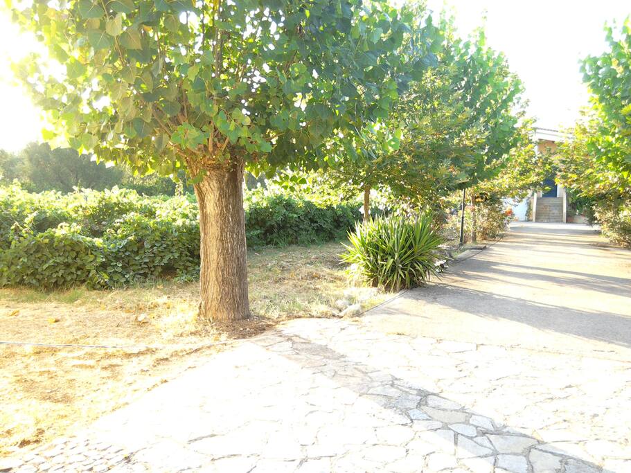 At the left of the alleyway is the one of the vineyards of the farm.