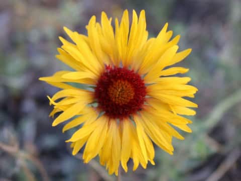 Hiawatha Hideout in beautiful Red Feather Lakes,CO