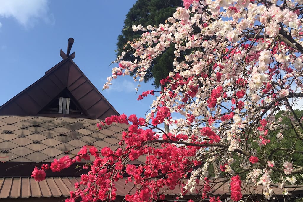 夏前の桃の花です。桃の実が楽しみです。