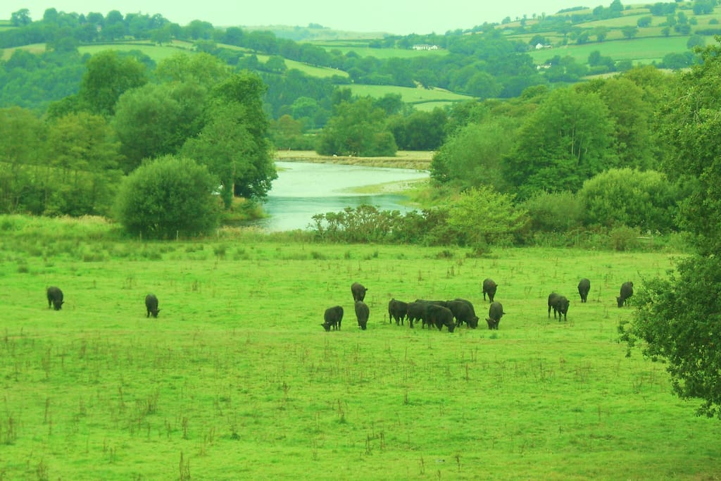 View from farmhouse cattle grazing on the river bank
