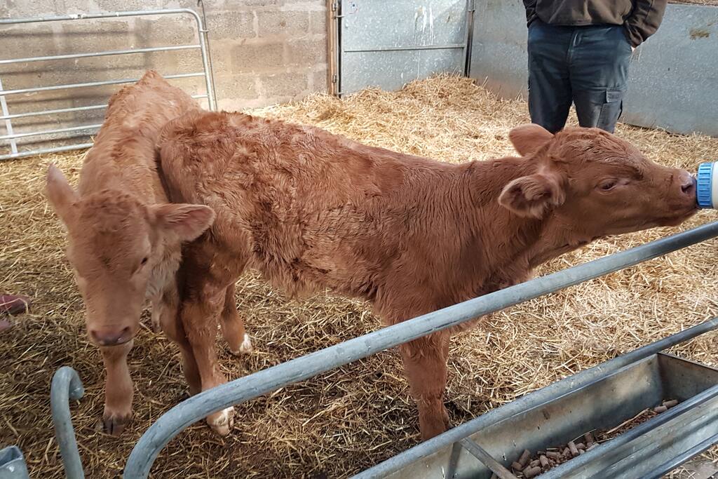 Two of our calves getting bottle fed .