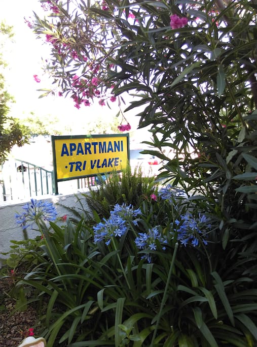 The garden in June