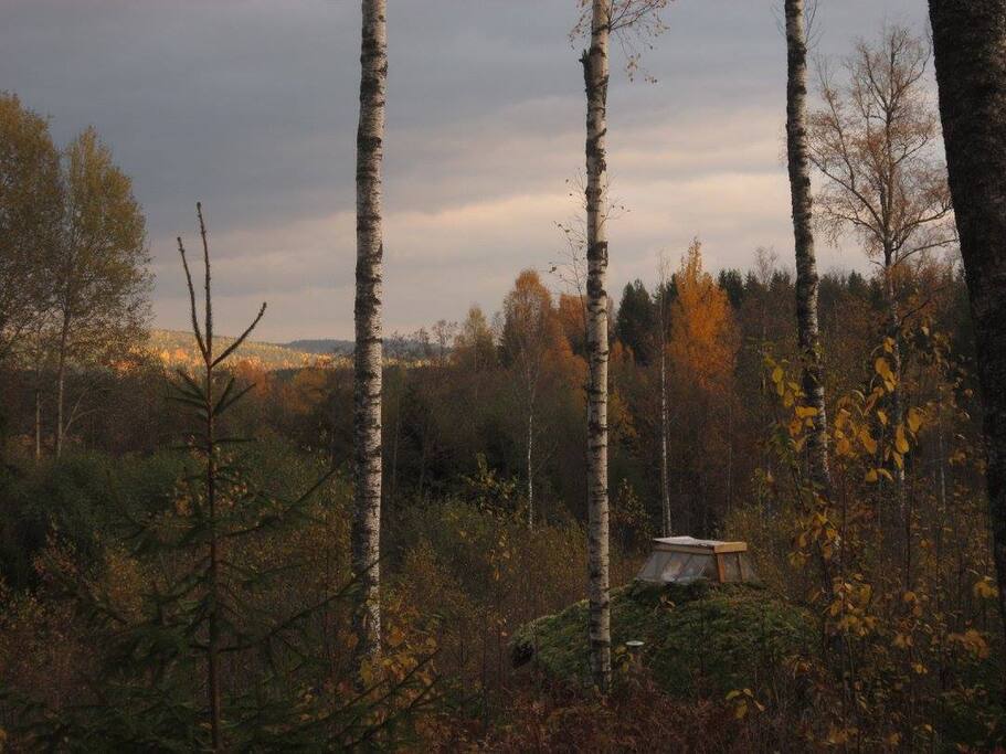 View on surrounding forest