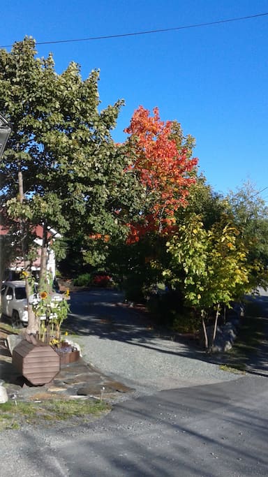 Foliage surrounds property