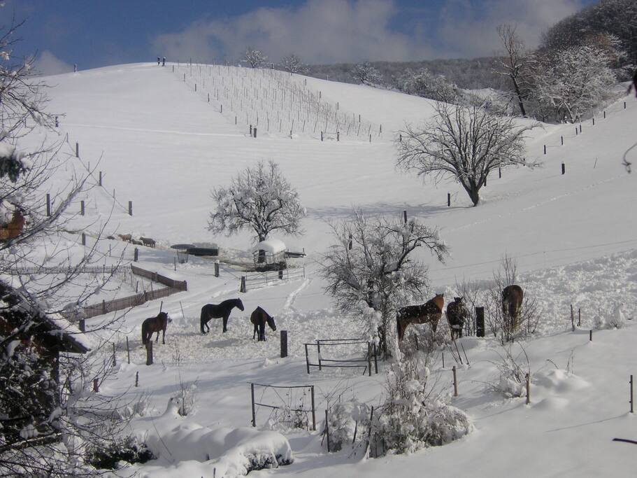 wintertime | in front of the house