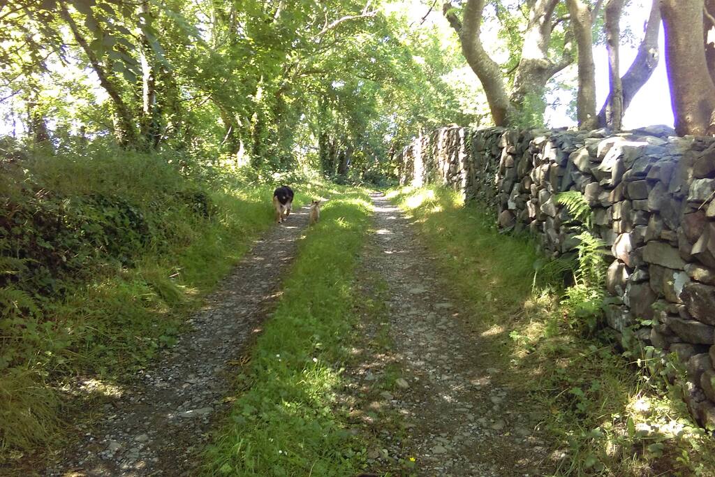 Lane featuring Doolin the Dog