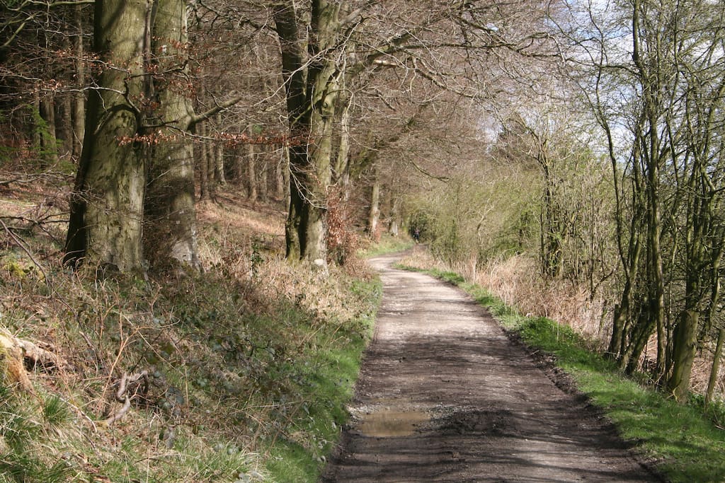 Forest trails