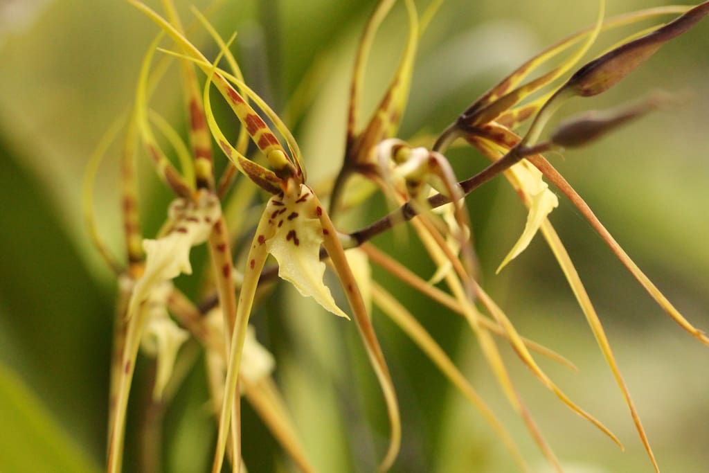 Brassia orchid