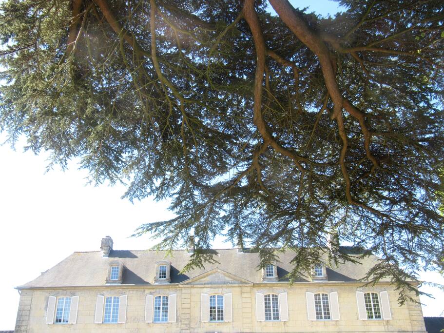 Sous le Cèdre