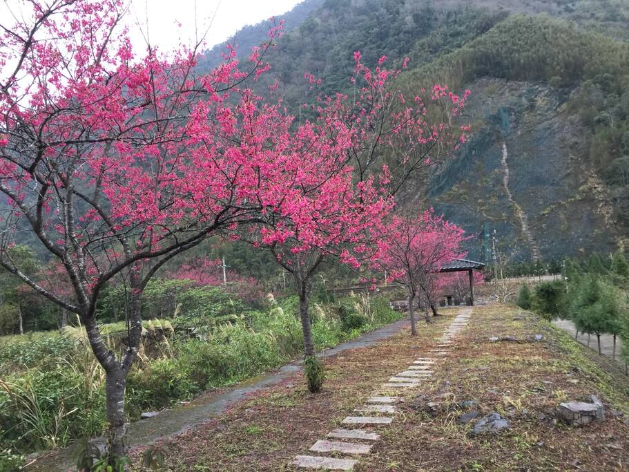 那羅山水-櫻花樹