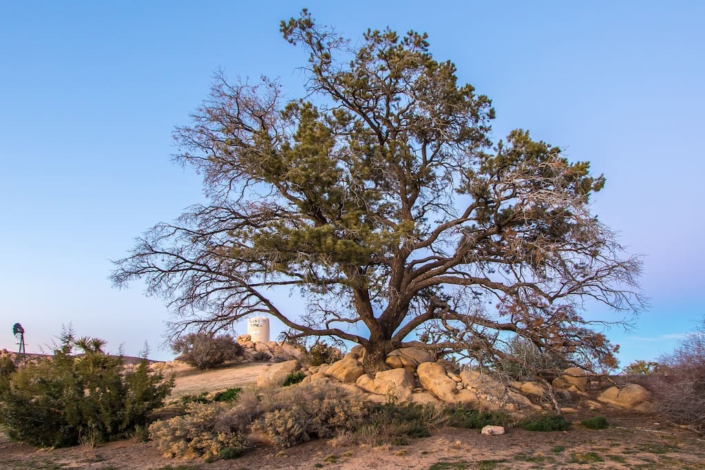 Ancient Pinion Pine, beautiful backdrop for weddings, events, photo shoots.