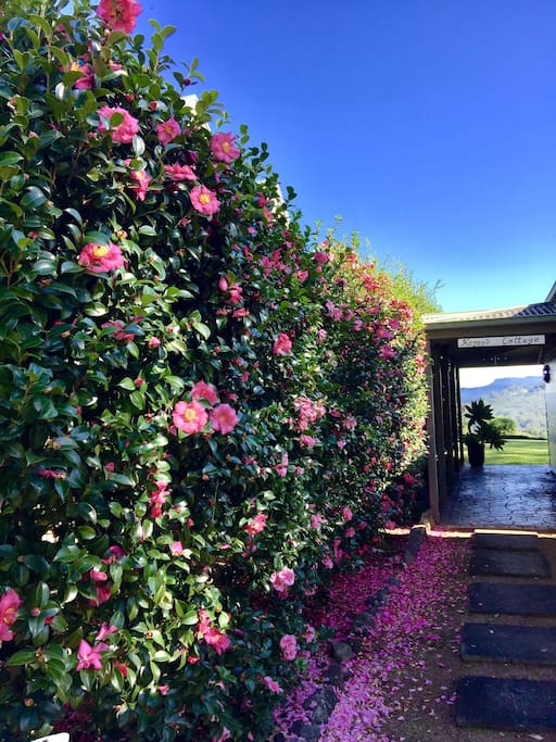 Enter the cottage along the camellia hedge