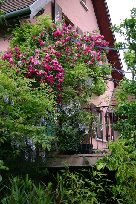 terrasse entourée de verdure
