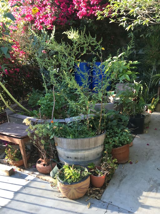 The front garden is a mix of herbs, edibles and succulents