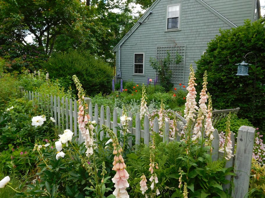 The side garden in Spring