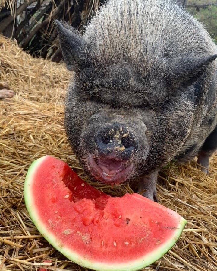 A pig is seen enjoying a slice of watermelon, which has been partially eaten. The pig's snout is close to the vibrant pink flesh of the fruit, set against a backdrop of straw and natural surroundings.