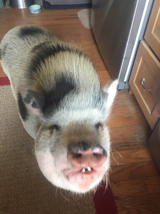 Ziggy is a friendly resident!