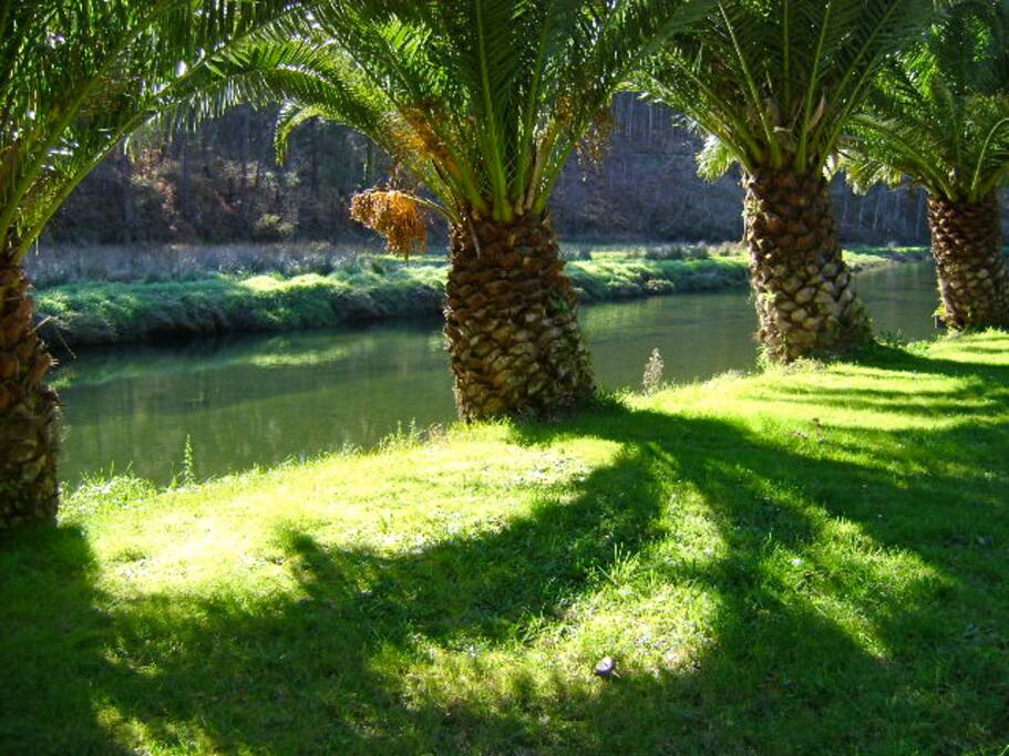 Jardín.Palmeras.Río