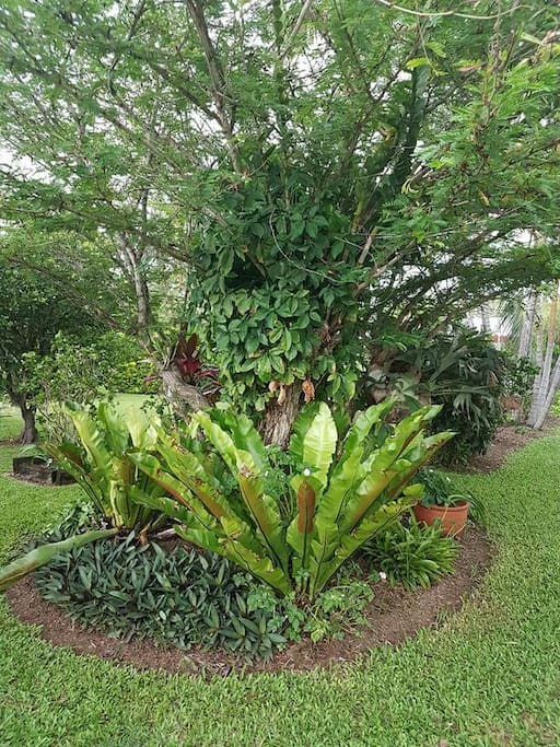 Front garden area