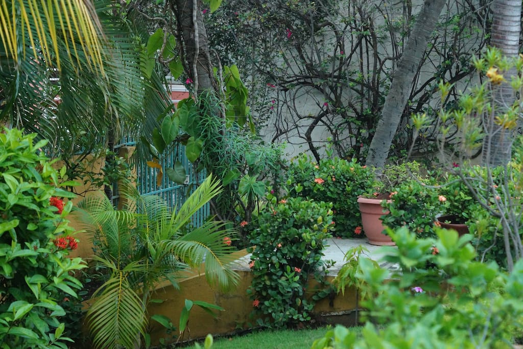 Front yard