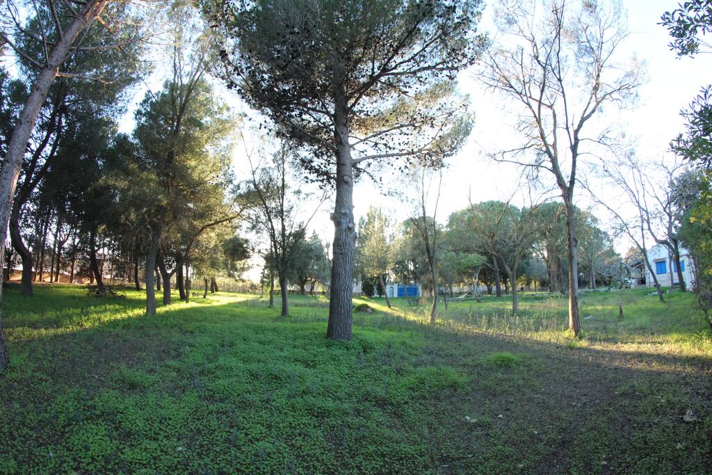 Pineta dove fare una piacevole passeggiata o pic-nic!