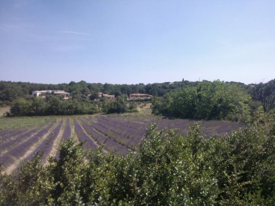 Au milieu des lavandes
