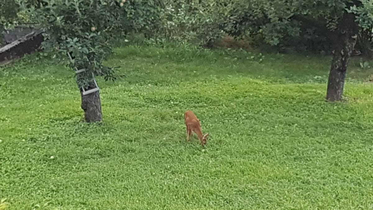 A gentle deer is seen grazing on lush green grass in a vibrant countryside setting. Two trees provide shade in the background, contributing to the natural ambiance. The scene invites a sense of tranquility characteristic of the area surrounding the Maso Pianezza House.