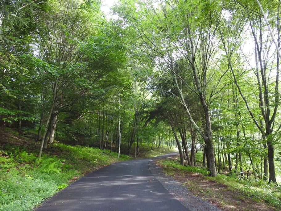 Long Tree Lined Driveway to the Private Apartment