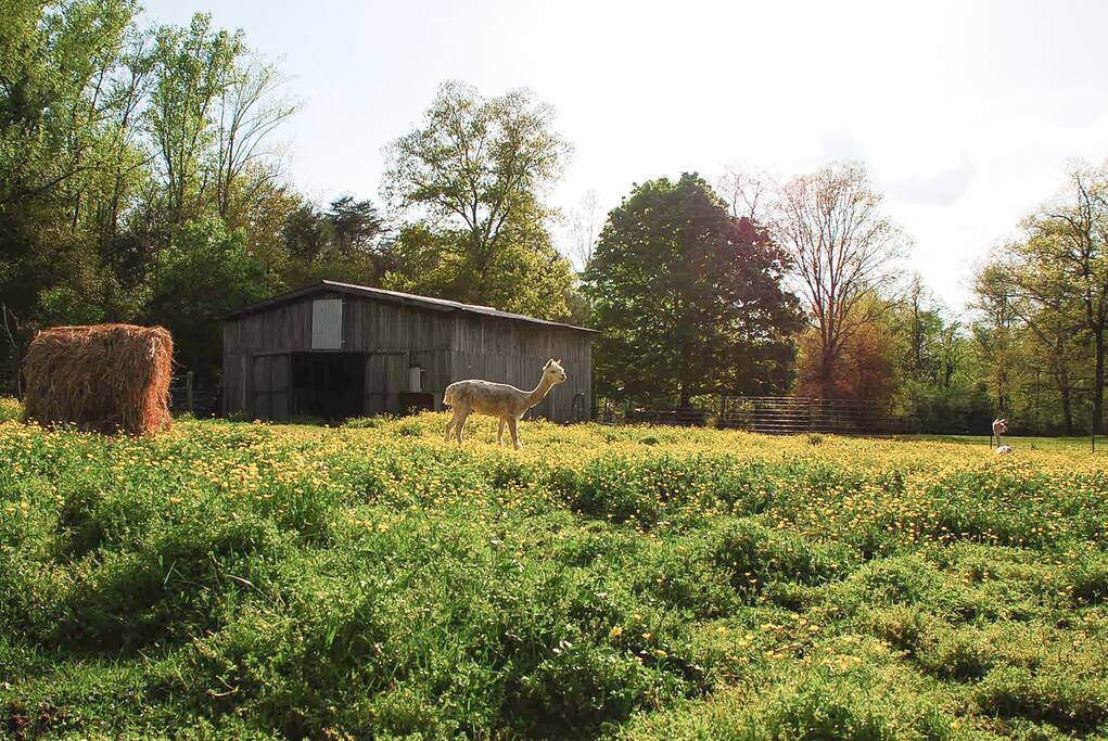 Springtime on the Farm- the pastures are filled with these tiny yellow flowers.
