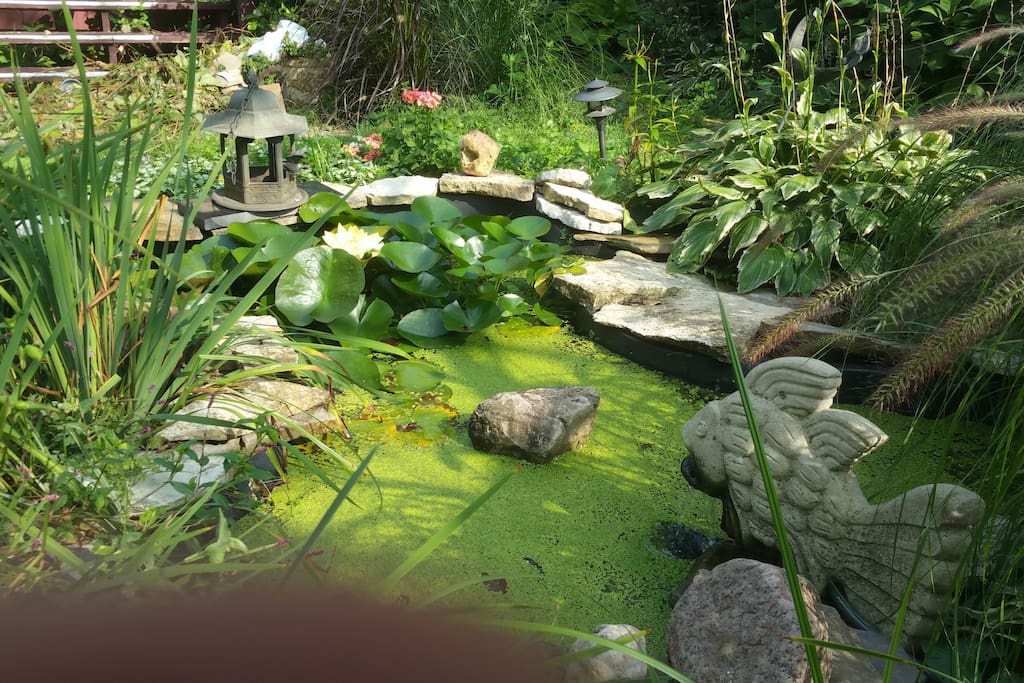back yard has pond