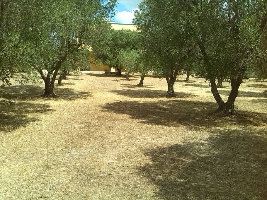 Parco di Ulivi
intorno alla Casa
