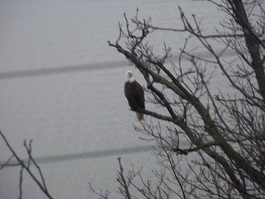 Bald Eagle in Front of House