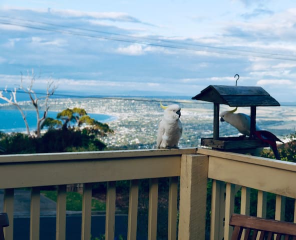 Cloud Cottage Max – Sea Views, Birds & Extra Room