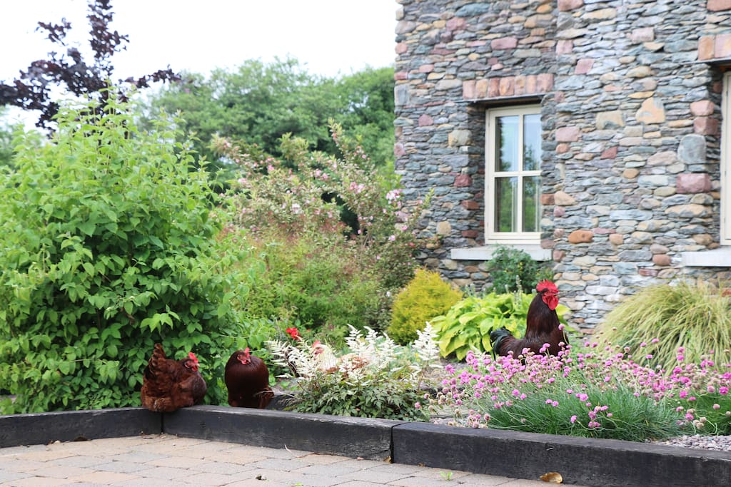 Our free range hens relaxing in the front garden