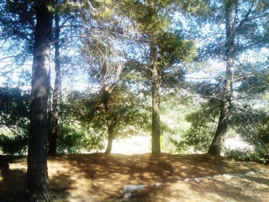 Garden south side: pine forest