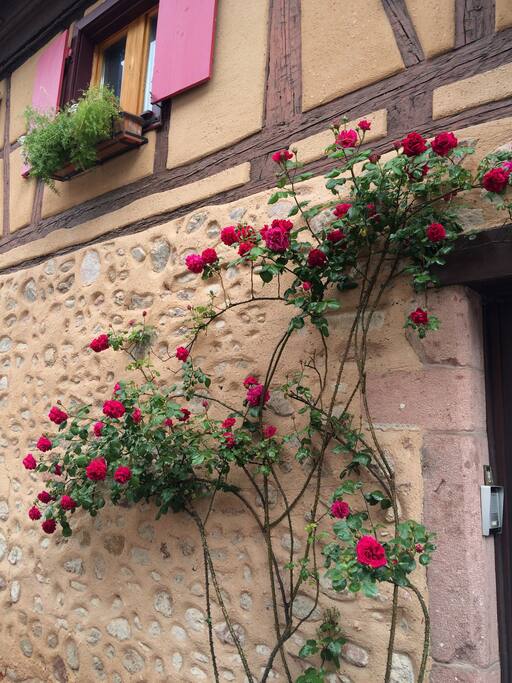 Roses!