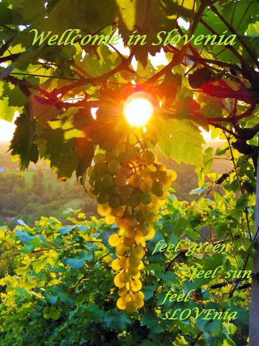 Wellcome! You've entered into the green paradise named Slovenia - explore it with us!
