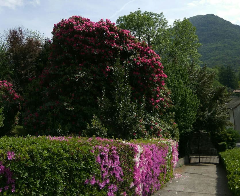 Our Garden and car gate.