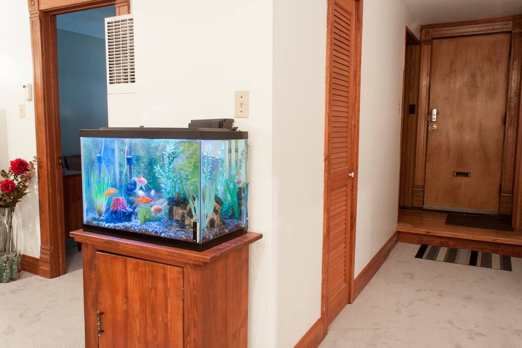 Entrance, coat closet, hallway, and the fish