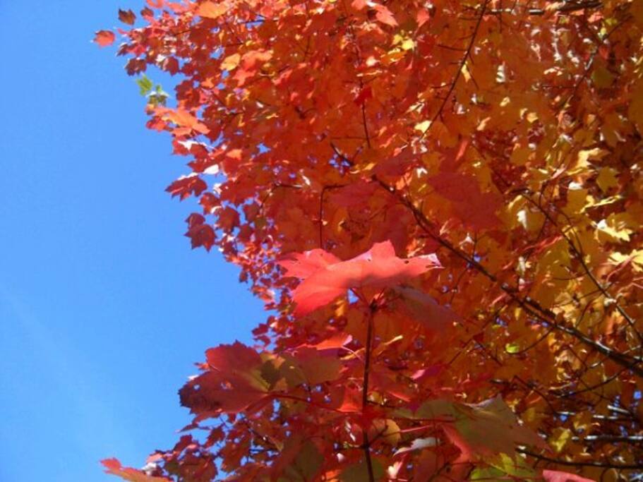 Stunning colors in early to mid October