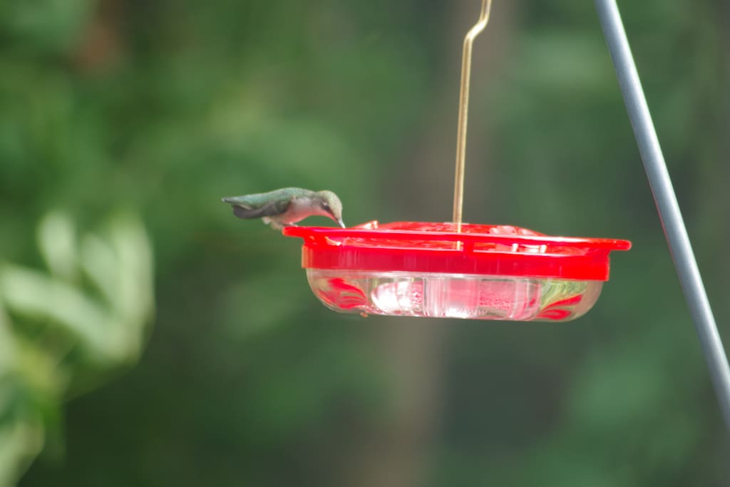 Visiting during the summer / fall months you may get to spot a hummingbird or two.