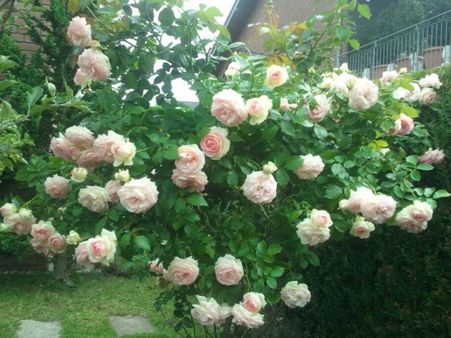 Im Garten