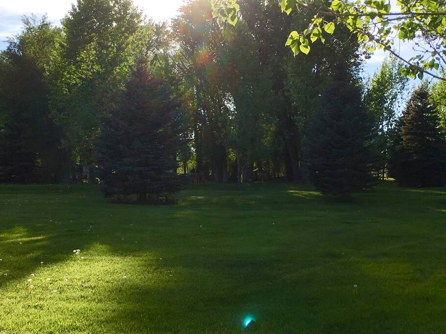 Green grass everywhere!