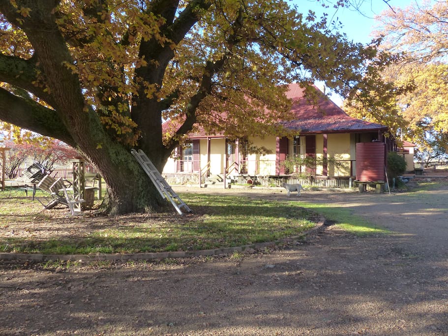 The 200 year old english oak tree