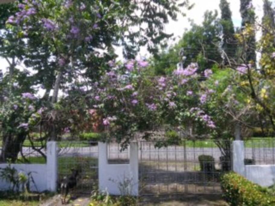 Fence