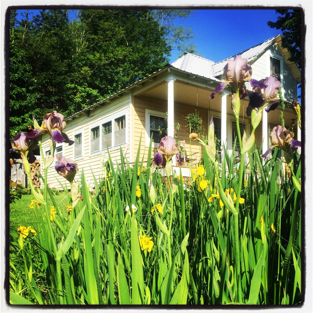 A charming farmhouse with a light yellow exterior and a metal roof is seen amidst vibrant flowers. The structure features large windows and a welcoming porch, surrounded by tall green grass and blooming irises and daffodils, creating a serene outdoor setting.