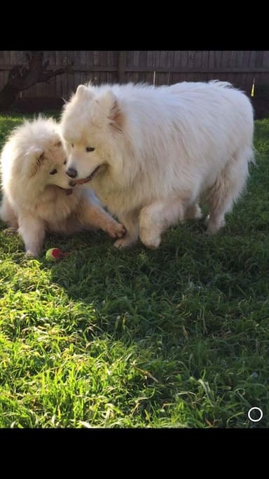 We have two dogs, Loui and Maggie. They're Samoyeds. They are generally outside dogs unless invited in.
They are very friendly!